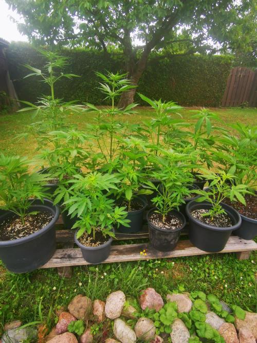 Gewinnspielseeds - Grow. Week 6
