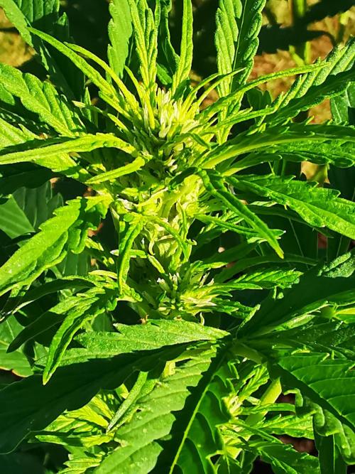 Gewinnspielseeds - Grow. Week 7