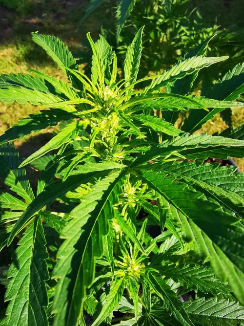 Gewinnspielseeds - Grow. Week 7
