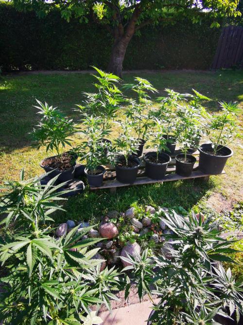 Gewinnspielseeds - Grow. Week 7
