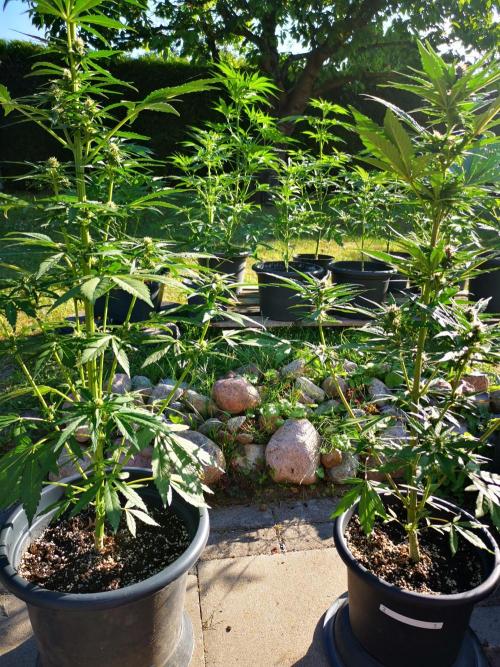 Gewinnspielseeds - Grow. Week 7