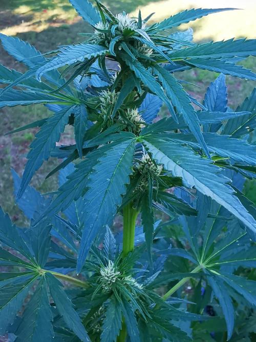Gewinnspielseeds - Grow. Week 7