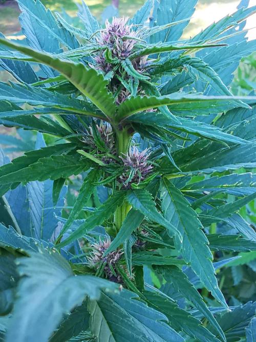 Gewinnspielseeds - Grow. Week 7