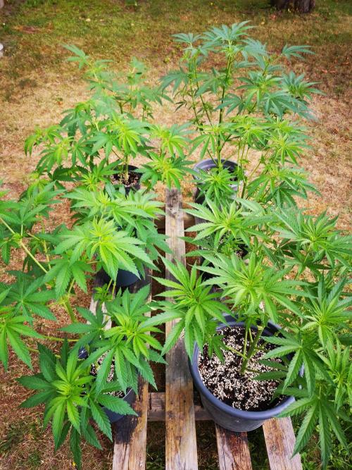 Gewinnspielseeds - Grow. Week 8