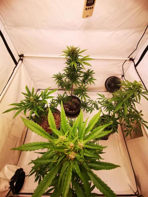 Gewinnspielseeds - Grow. Week 8