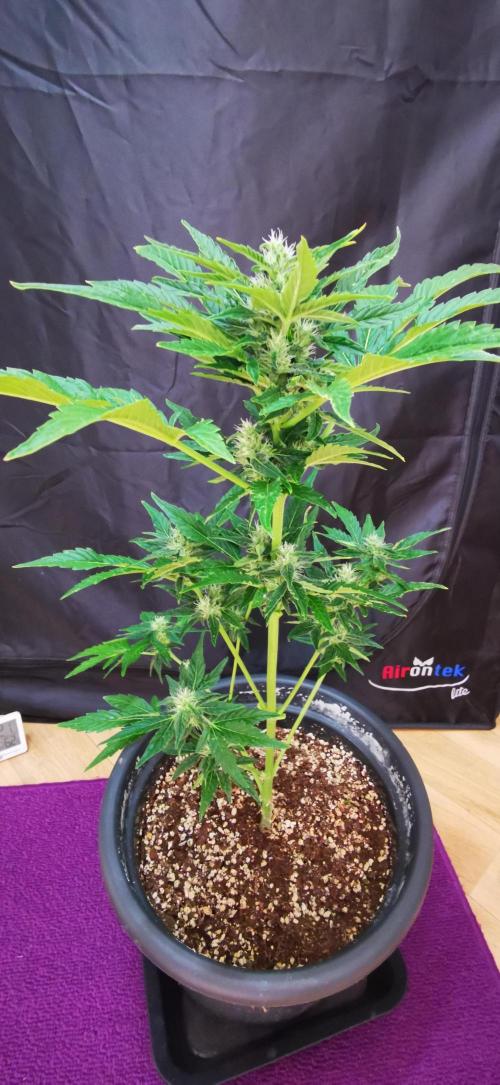 Gewinnspielseeds - Grow. Week 8