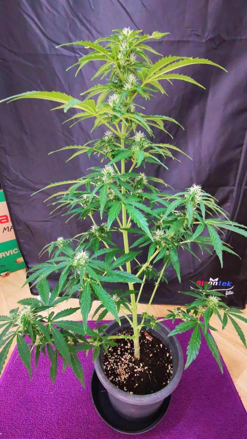 Gewinnspielseeds - Grow. Week 8