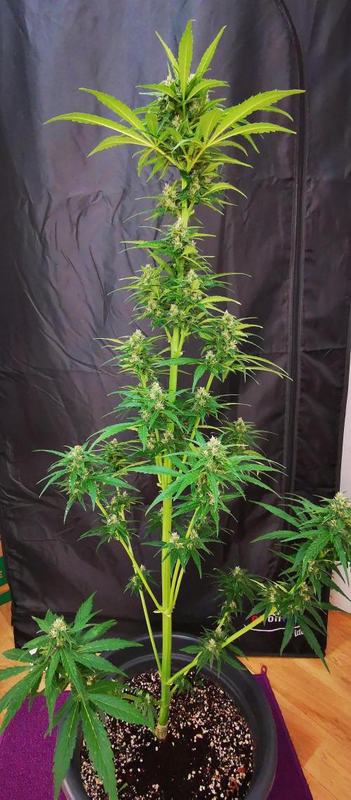Gewinnspielseeds - Grow. Week 8