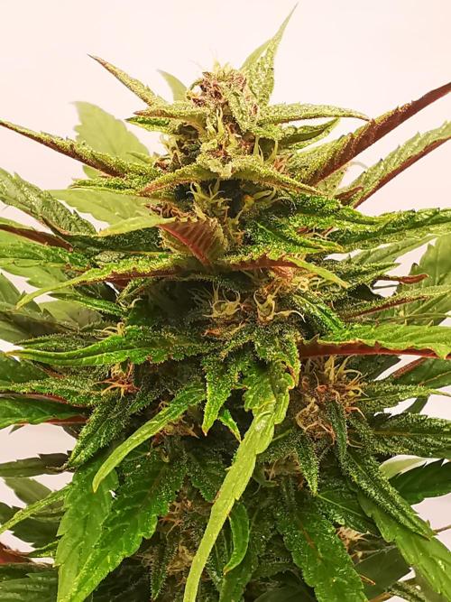 Gewinnspielseeds - Grow. Week 8