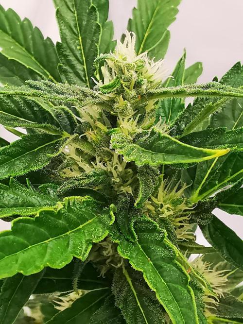 Gewinnspielseeds - Grow. Week 8