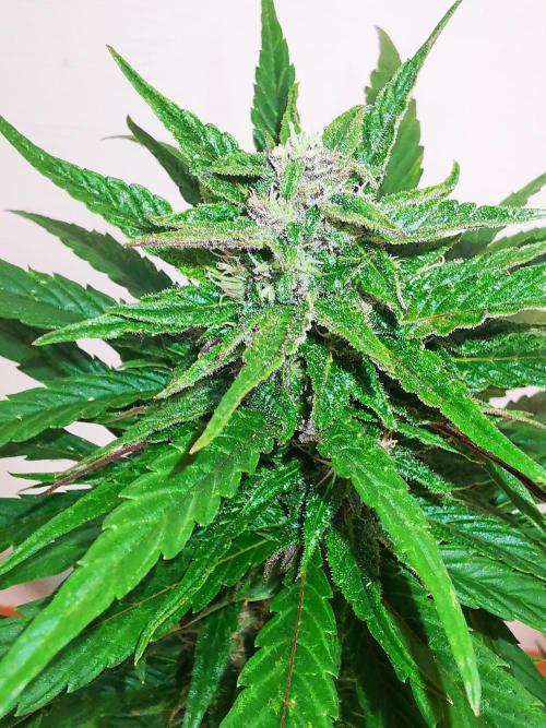 Gewinnspielseeds - Grow. Week 8