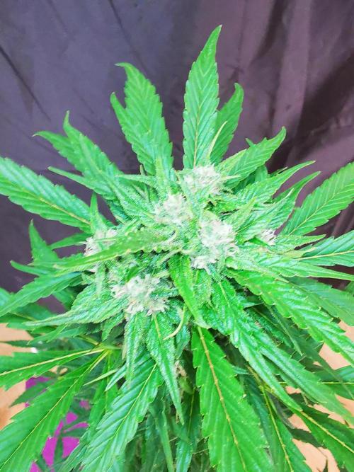 Gewinnspielseeds - Grow. Week 8