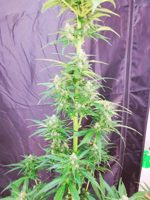 Gewinnspielseeds - Grow. Week 8