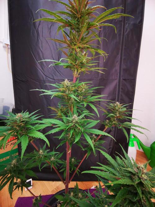 Gewinnspielseeds - Grow. Week 8
