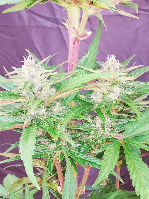 Gewinnspielseeds - Grow. Week 8