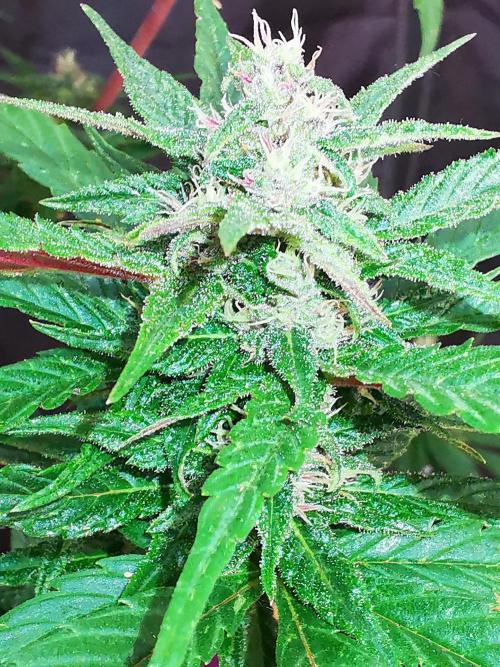 Gewinnspielseeds - Grow. Week 8