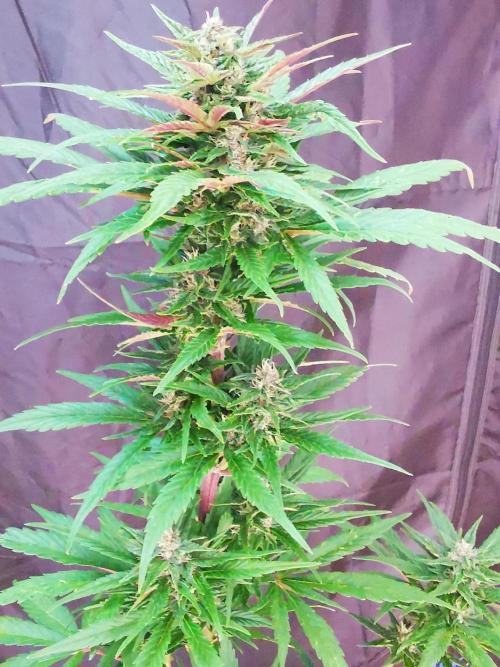 Gewinnspielseeds - Grow. Week 8