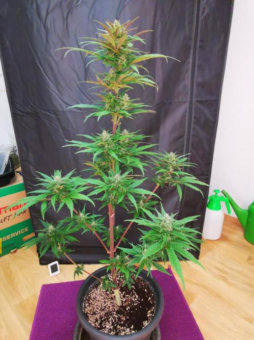 Gewinnspielseeds - Grow. Week 8