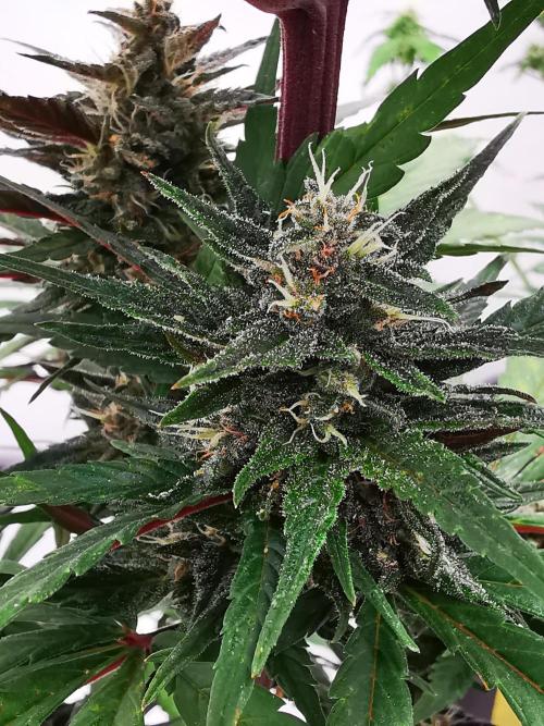 Gewinnspielseeds - Grow. Week 9