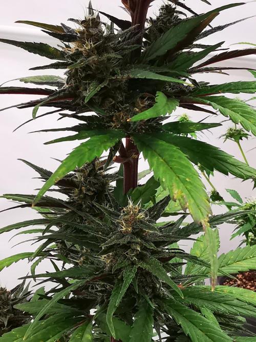 Gewinnspielseeds - Grow. Week 9