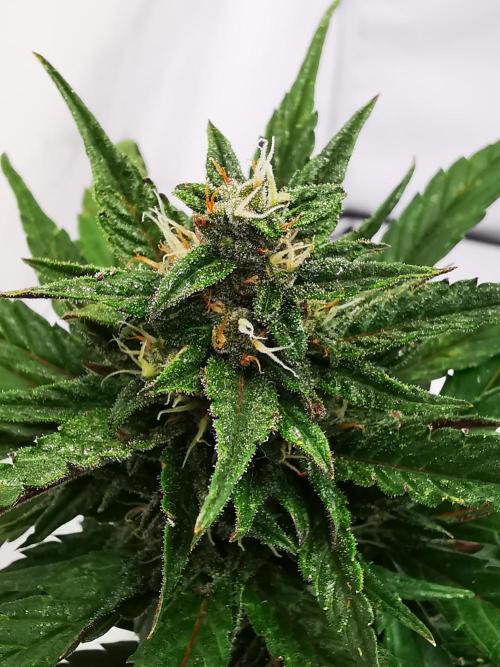 Gewinnspielseeds - Grow. Week 9