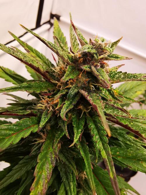 Gewinnspielseeds - Grow. Week 9