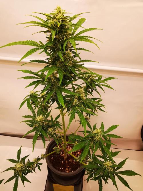 Gewinnspielseeds - Grow. Week 9