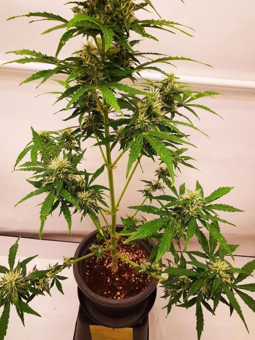 Gewinnspielseeds - Grow. Week 9