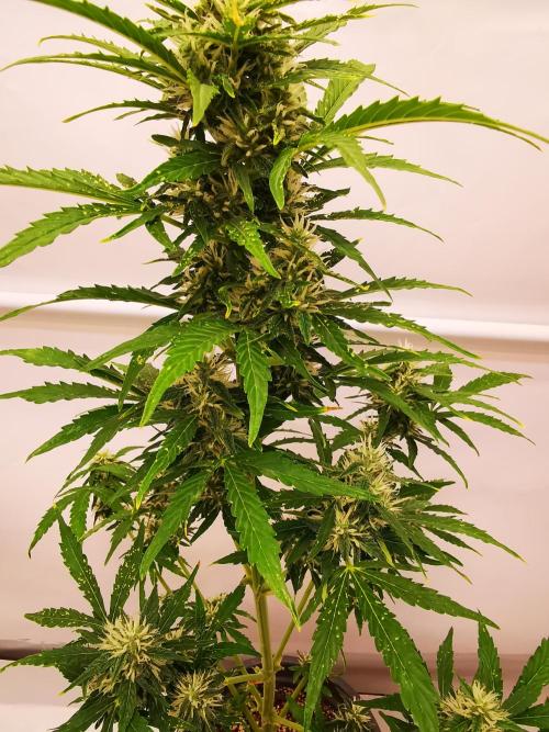 Gewinnspielseeds - Grow. Week 9