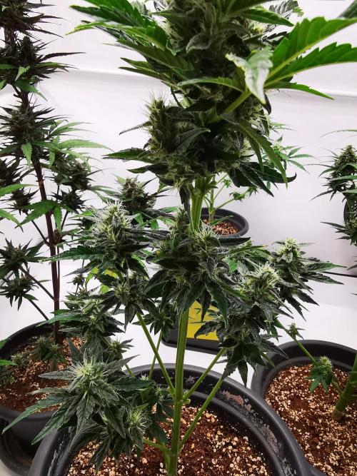 Gewinnspielseeds - Grow. Week 9