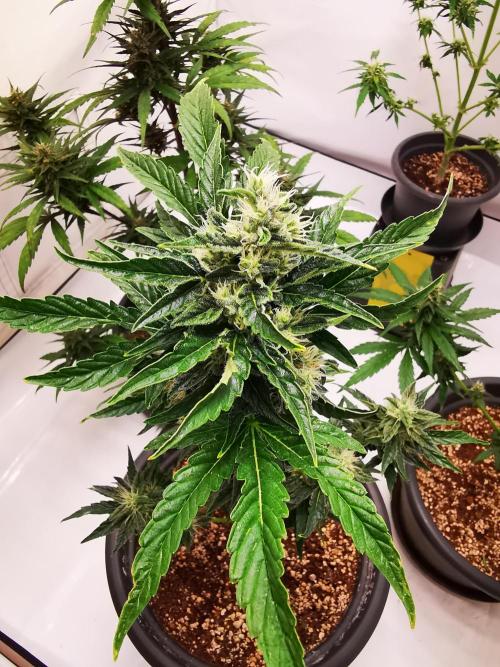 Gewinnspielseeds - Grow. Week 9
