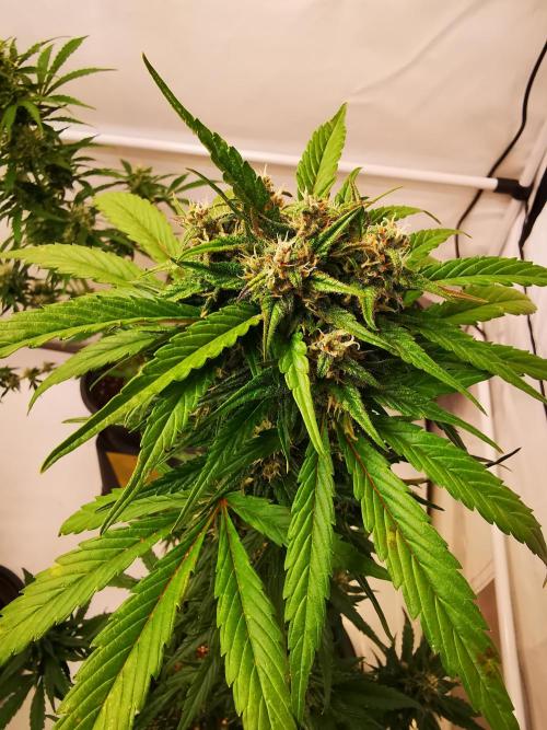 Gewinnspielseeds - Grow. Week 9