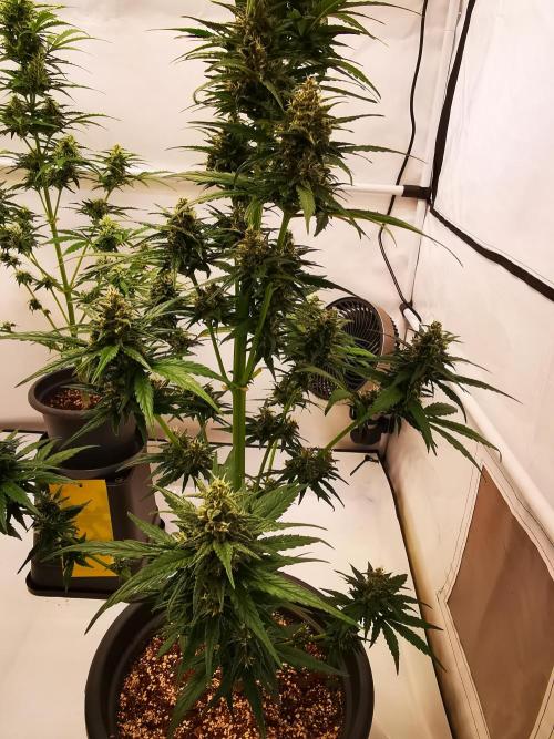 Gewinnspielseeds - Grow. Week 9