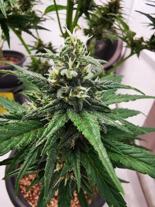 Gewinnspielseeds - Grow. Week 9