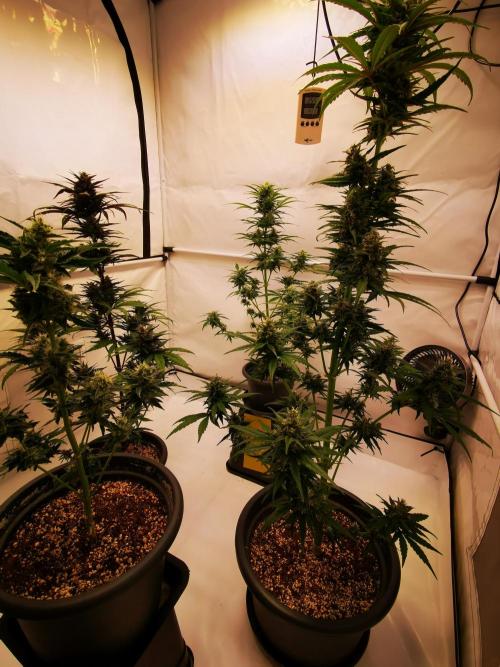 Gewinnspielseeds - Grow. Week 9