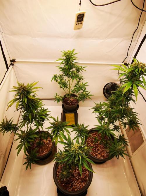 Gewinnspielseeds - Grow. Week 9