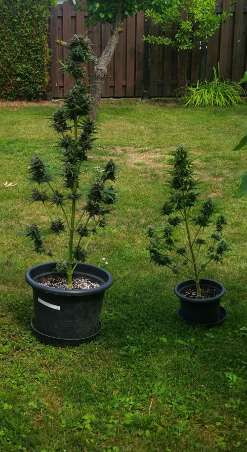 Gewinnspielseeds - Grow. Week 10