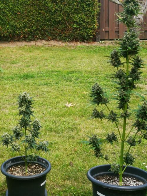 Gewinnspielseeds - Grow. Week 10