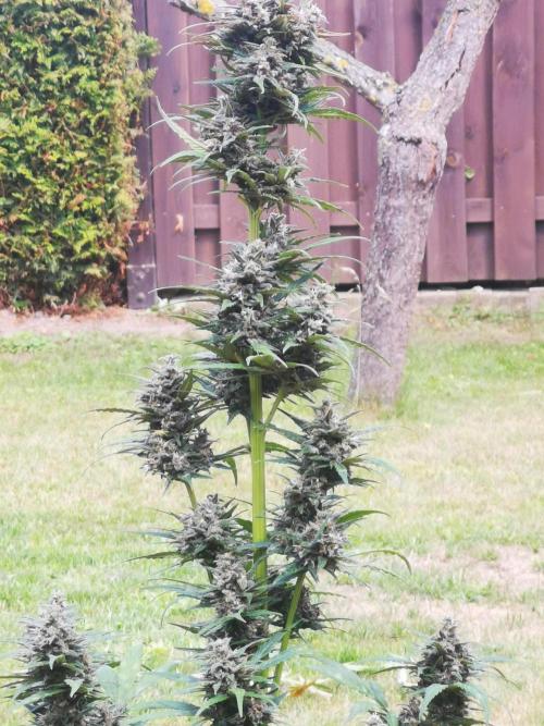 Gewinnspielseeds - Grow. Week 10