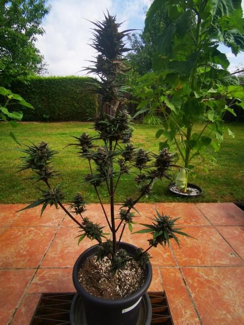 Gewinnspielseeds - Grow. Week 10