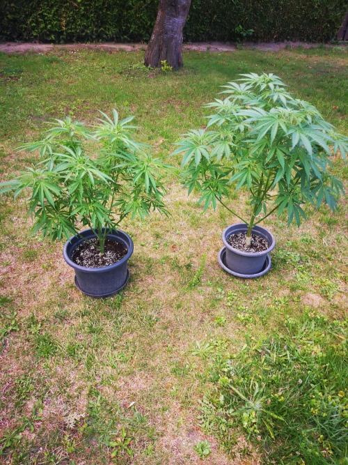Gewinnspielseeds - Grow. Week 10