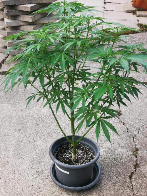 Gewinnspielseeds - Grow. Week 10