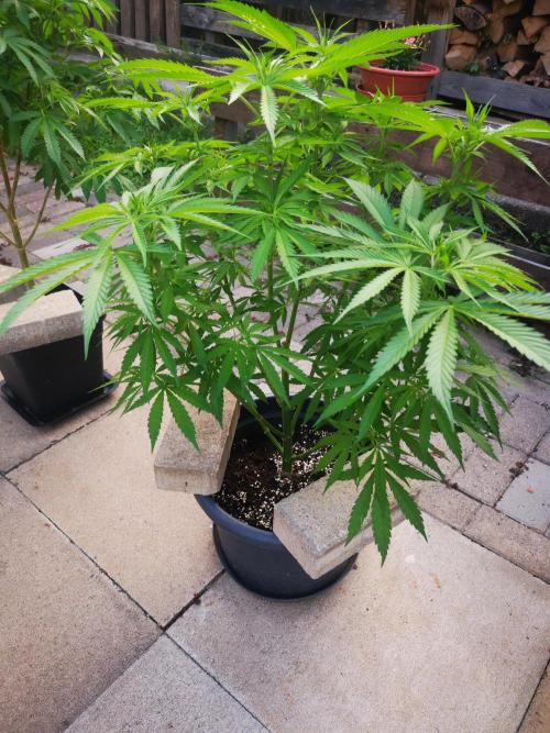 Gewinnspielseeds - Grow. Week 10