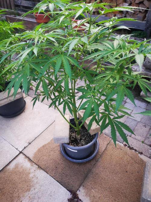 Gewinnspielseeds - Grow. Week 10