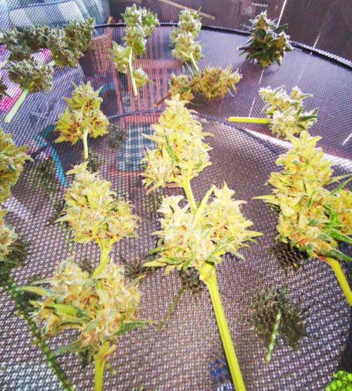 Gewinnspielseeds - Grow. Week 11