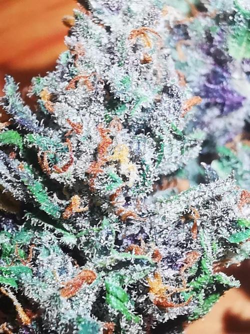 Gewinnspielseeds - Grow. Week 11