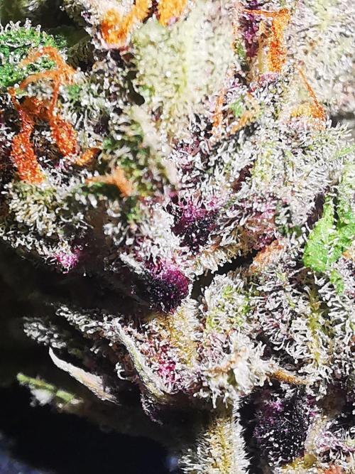 Gewinnspielseeds - Grow. Week 11