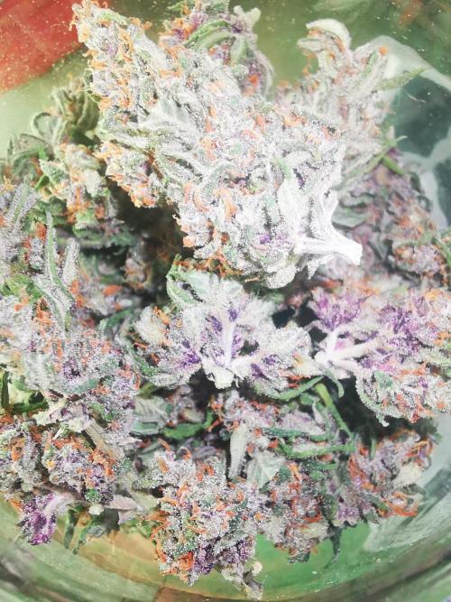 Gewinnspielseeds - Grow. Week 11