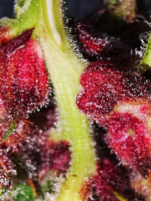 Gewinnspielseeds - Grow. Week 11