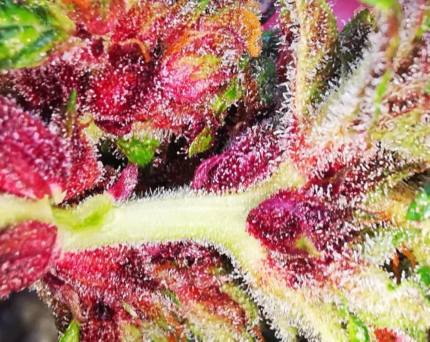 Gewinnspielseeds - Grow. Week 11